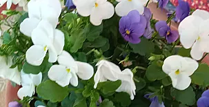 La Casa Mágica de Gredos 0061