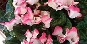 La Casa Mágica de Gredos 0064