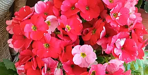 La Casa Mágica de Gredos 0065