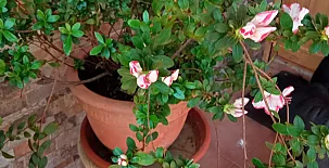 La Casa Mágica de Gredos 0069