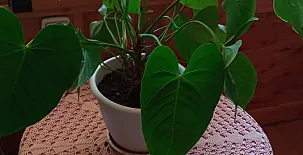 La Casa Mágica de Gredos 0075