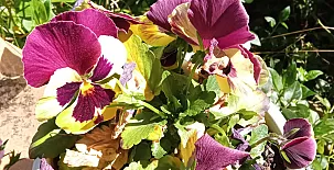 La Casa Mágica de Gredos 0076