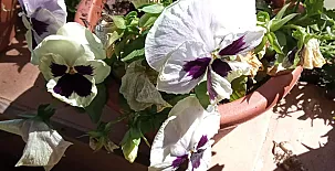 La Casa Mágica de Gredos 0077