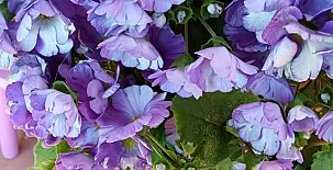 La Casa Mágica de Gredos 0079