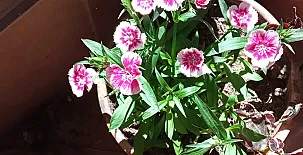 La Casa Mágica de Gredos 0080