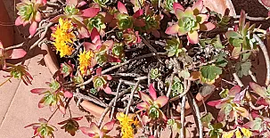 La Casa Mágica de Gredos 0082