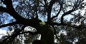 Camino del Castaño 009