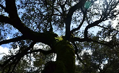 Camino del Castaño en Galaroza (Huelva) - Foto 9