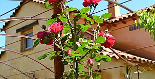 Camino del Castaño 0014