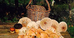 Camino del Castaño 0015