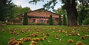 El Castañar de Aracena 008