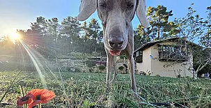 Finca Josentonio 0015