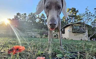 Finca Josentonio en Valderrobres (Teruel) - Foto 15