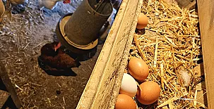 Finca Josentonio 0024