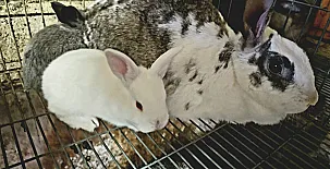 Finca Josentonio 0049