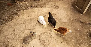 Can Gat Vell Alt Empordà-Costa Brava-Girona, 2-35 personas 0011