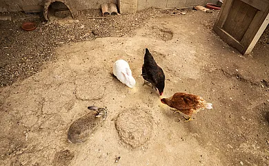 Can Gat Vell Alt Empordà-Costa Brava-Girona, 2-35 personas en Llampaies (Girona) - Foto 11