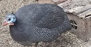 El Castillo de Celia 0029