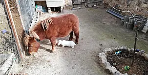 El Castillo de Celia 0030