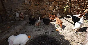 El Castillo de Celia 0031