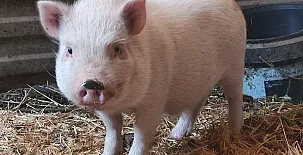 El Castillo de Celia 0032