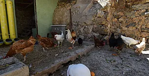 El Castillo de Celia 0033