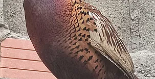 El Castillo de Celia 0034