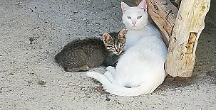 El Castillo de Celia 0036