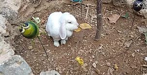 El Castillo de Celia 0038