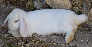 El Castillo de Celia 0040