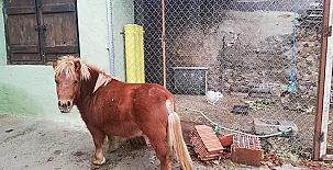 El Castillo de Celia 0043