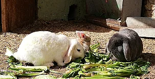 El Castillo de Celia 0048