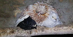 El Castillo de Celia 0050