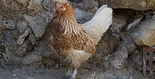 El Castillo de Celia 0051