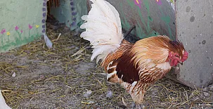 El Castillo de Celia 0052