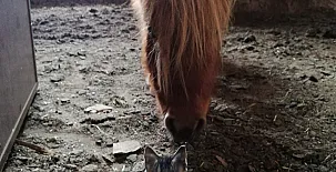 El Castillo de Celia 0054