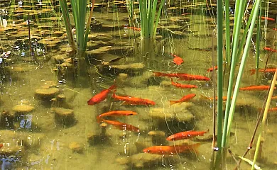 El Nostre Càntir en L´Ametlla de Mar (Tarragona) - Foto 22