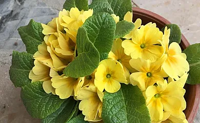 Casa Sarrau en Bellestar (Huesca) - Foto 12