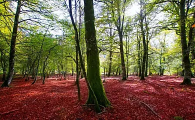Iruñachic en Ardanaz de Egües (Navarra) - Foto 2