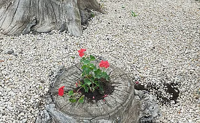 La Cochera de Sorrapa y Habitación privada en Deltebre (Tarragona) - Foto 10