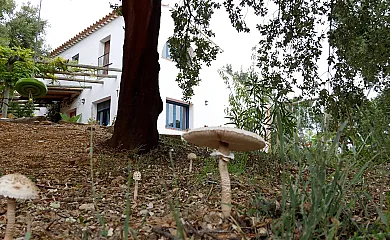 Finca La Tejonera en Alajar (Huelva) - Foto 9