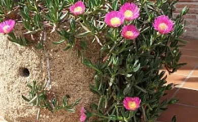 Casa Rural La Era en Aldeanueva de Barbarroya (Toledo) - Foto 16