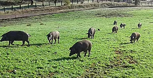 Finca el Tornero 0018