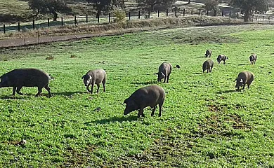 Finca el Tornero en Aracena (Huelva) - Foto 18