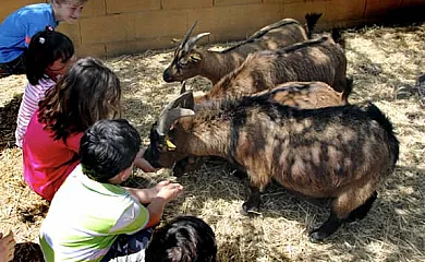 Encinar de Escardiel en Castilblanco de los Arroyos (Sevilla) - Foto 3