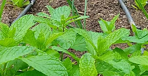 Encinar de Escardiel 009