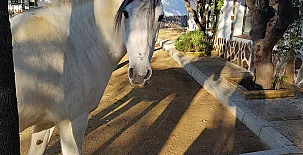 Encinar de Escardiel 0011