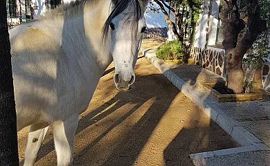 Encinar de Escardiel en Castilblanco de los Arroyos (Sevilla) - Foto 11