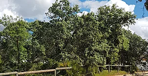 Encinar de Escardiel 0017