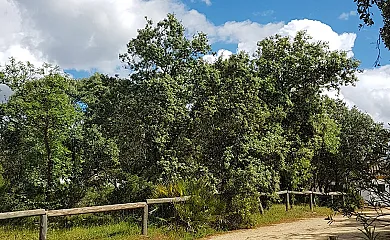 Encinar de Escardiel en Castilblanco de los Arroyos (Sevilla) - Foto 17